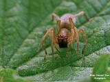 Insecten 2018 deel 2